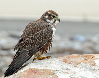Falcon, Prairie
