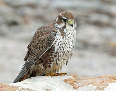 Falcon, Prairie