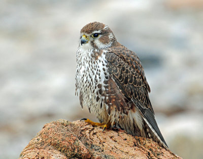 Falcon, Prairie