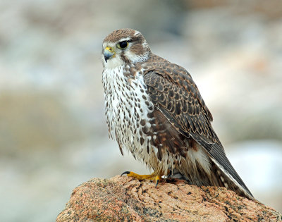 Falcon, Prairie