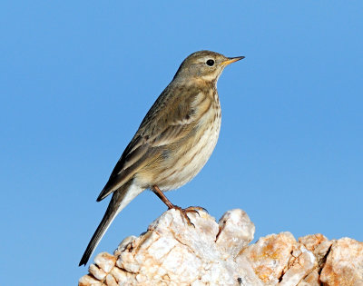 Pipits, American