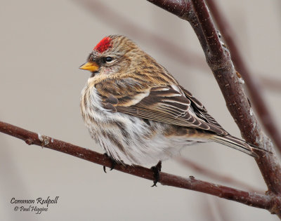 Redpoll, Common (Dec. 12, 2012)