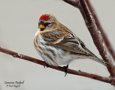 Redpoll Common D-082.jpg