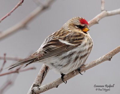 Redpoll Common D-084.jpg