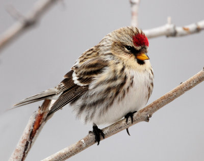 Redpoll Common D-086.jpg