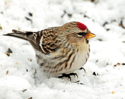 Redpoll Common D-090.jpg