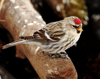 Redpoll Common D-096.jpg