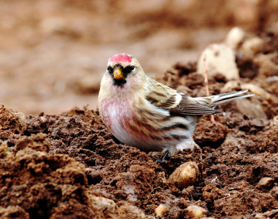 Redpoll Common D-097.jpg