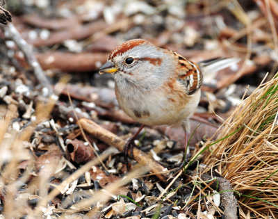 Sparrow, American Tree