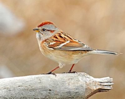Sparrow, American Tree