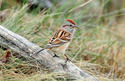 Sparrow, American Tree (Dec. 14, 2012)