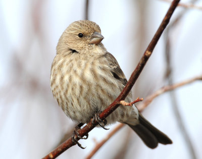 Finch, House (Female)