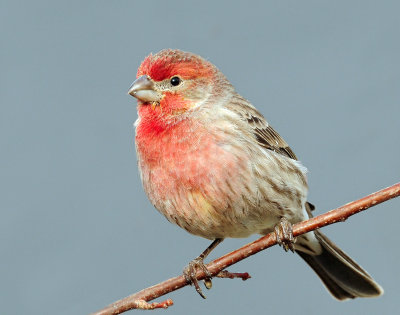 Finch, House