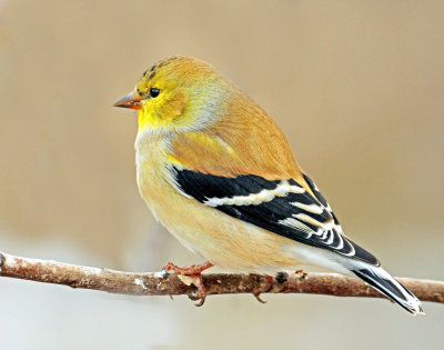 Goldfinch, American (winter plumage)