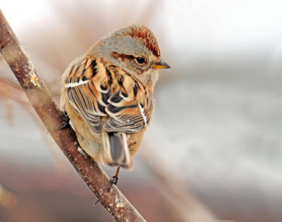 Sparrow, American Tree
