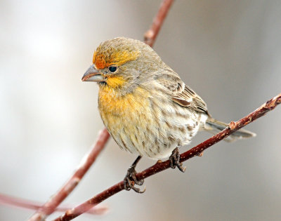 Finch, House