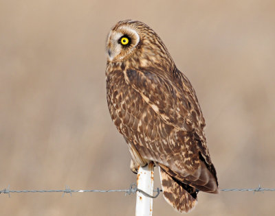 Owl, Short-eared