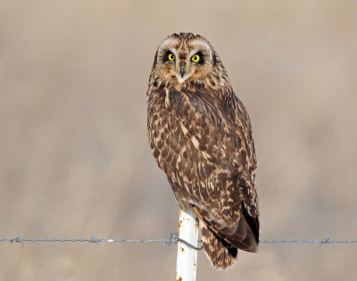 Owl, Short-eared (Bear River FWMA)