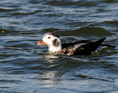 Duck, Long-tailed (female)