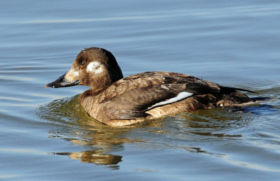 Scoter,  White-winged