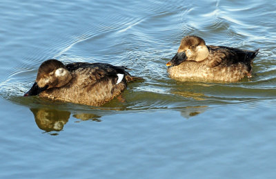 Scoter, White-winged & Surf