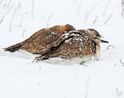 Plovers, Mountain