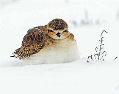 Plover's, Mountain