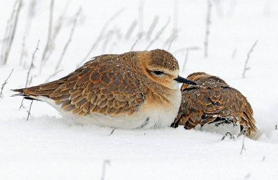 Plover's, Mountain