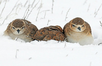 Plover's, Mountain