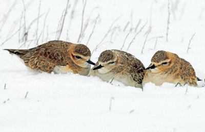 Plovers, Mountain