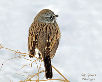 Sparrow, Sage