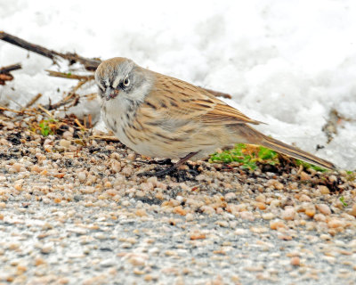 Sparrow, Sage