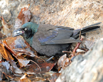 Grackle, Common