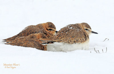 Plover, Mountain