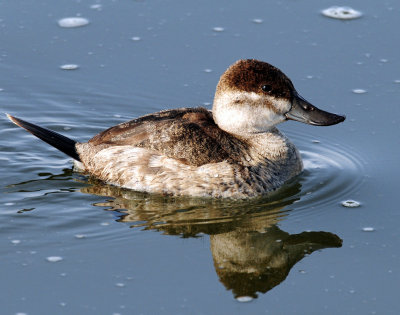 Duck, Rudy (In non-breeding plumage)