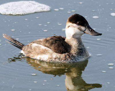 Duck, Rudy (In non-breeding plumage)