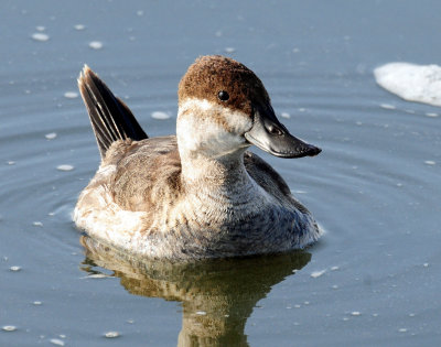 Duck, Ruddy (Non-breeding plumage)