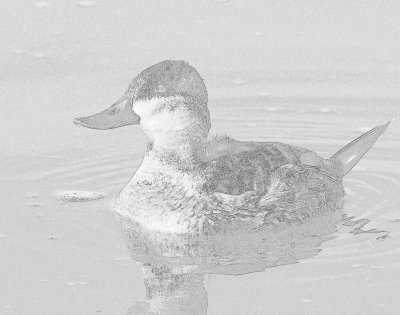 Duck, Rudy (In non-breeding plumage) Pencil Sketch