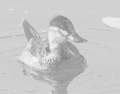 Duck, Rudy (In non-breeding plumage) Pencil Sketch