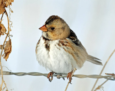 Sparrow, Harriss