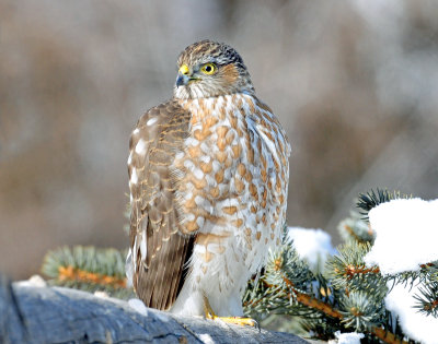 Hawk, Sharp-shinned