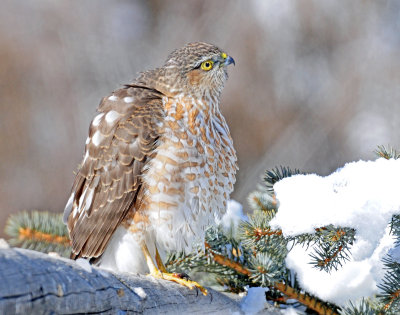 Hawk, Sharp-shinned