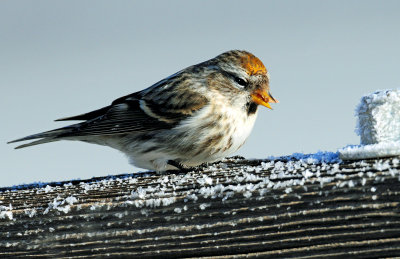 Redpoll, Common (Golden crown)