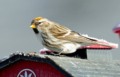 Redpoll, Common (Golden crown)