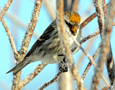 Redpoll, Common (Golden crown)