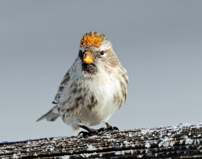 Redpoll, Common (Golden crown)