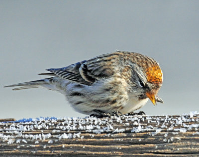 Redpoll, Common (Golden crown)