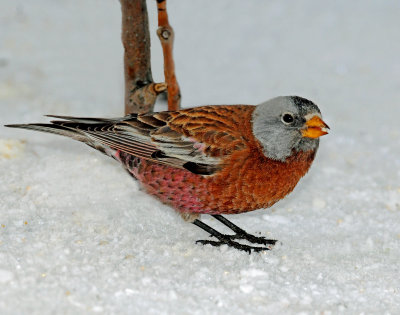 Rosy Finch Gray-crowned.jpg