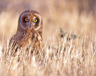 Owl, Short-eared