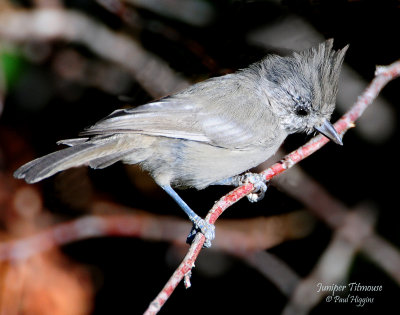 Titmouse Juniper D-030A.jpg